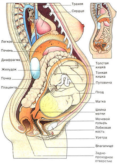 Смещение органов у беременных