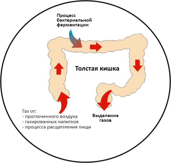 процесс газообразования в кишечнике